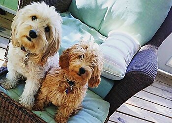 Colorado Springs Dog Walkers The Pet Gal