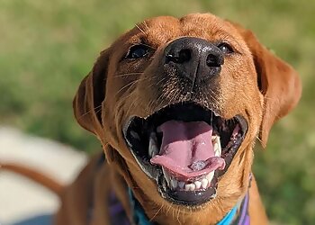 Colorado Springs Dog Walkers The Pet Gal