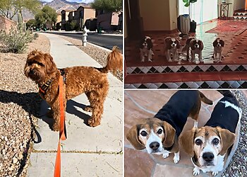 Tucson Dog Walkers The Pet Nanny In-Home Pet Sitters, LLC