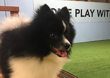 Olathe Pet Grooming The Pet Ranch