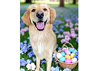 Louisville Pet Grooming The Pet Station Country Club