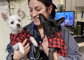 The Pets Place Animal Hospital - Riverside, CA Veterinary Clinics - Medical Procedure Image