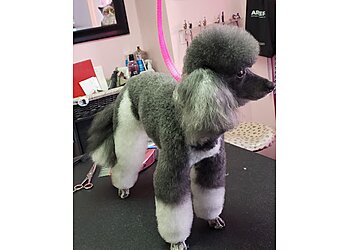 Allentown Pet Grooming The Pink Poodle