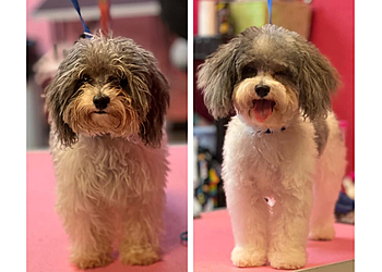 Tallahassee Pet Grooming The Pink Poodle