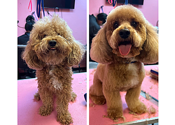 Tallahassee Pet Grooming The Pink Poodle