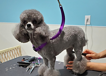 Kansas City Pet Grooming The Puppy Parlor