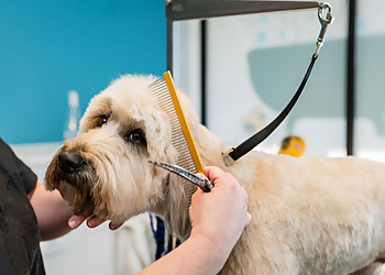 Kansas City Pet Grooming The Puppy Parlor