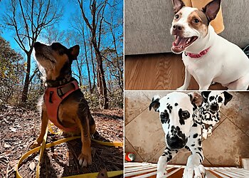 Virginia Beach Dog Walkers The Refined Wolf