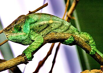 Huntington Beach Places To See The Reptile Zoo