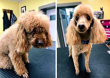 Virginia Beach Pet Grooming The Ruff House Stay & Play at Bayside