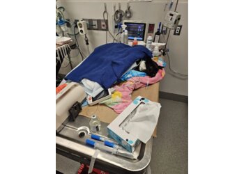 New York Veterinary Clinics The Schwarzman Animal Medical Center