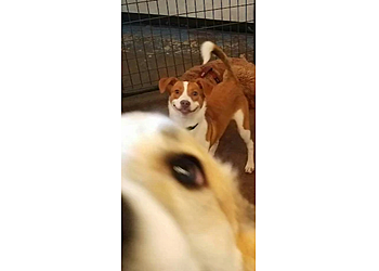 Lowell Pet Grooming The Social Pup
