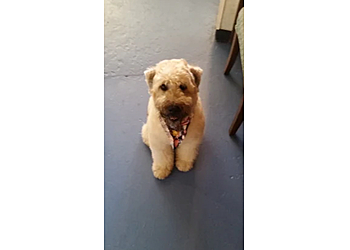 Lowell Pet Grooming The Social Pup