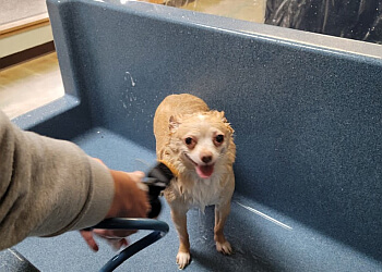 The Soggy Doggy Kent Pet Grooming