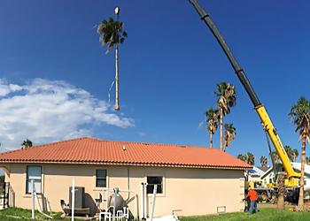 Corpus Christi Tree Services The Tree Amigos