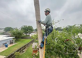 Corpus Christi Tree Services The Tree Amigos