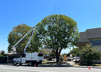 Salinas Tree Services The Tree Brothers