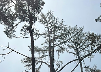 Salinas Tree Services The Tree Brothers