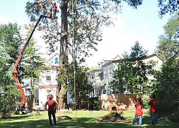 Charleston Tree Services The Tree Expert, LLC