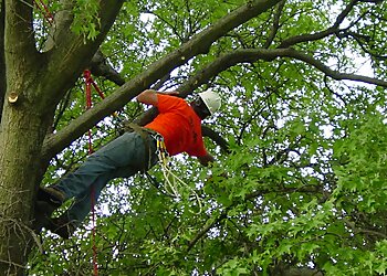 Lincoln Tree Services The Tree Guys