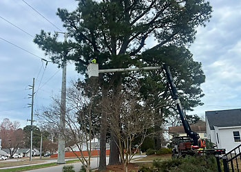 The Tree Guys Corporation - Hampton, VA Tree Services - Service Image