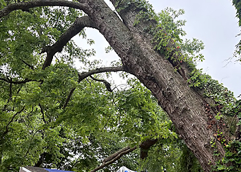 Newport News Tree Services The Tree Masters