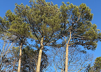 Newport News Tree Services The Tree Masters