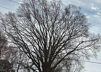 The Tree Masters Newport News Tree Services image 1