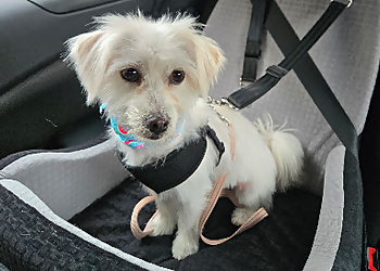 The Trim Room - Lexington, KY Pet Grooming - Service Image