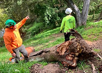 San Francisco Tree Services The Urban Arborist