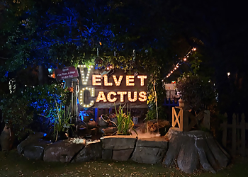 New Orleans Mexican Restaurants The Velvet Cactus