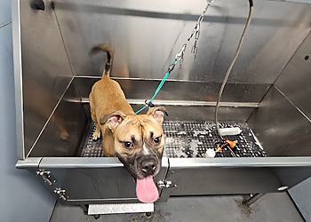 Seattle Pet Grooming The Wash Dog