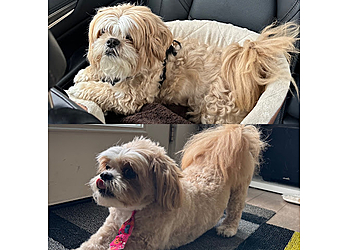 Seattle Pet Grooming The Wash Dog