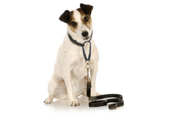 Fremont Dog Walkers The Woof Gang, LLC