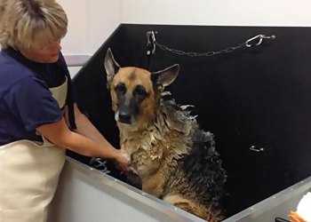 Spokane Pet Grooming The Yuppy Puppy LLC