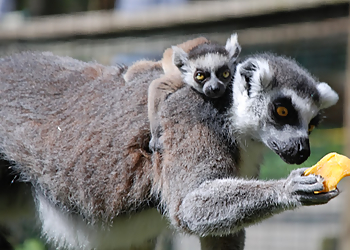 Springfield Places To See The Zoo In Forest Park & Education Center