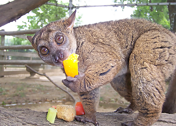 Springfield Places To See The Zoo In Forest Park & Education Center