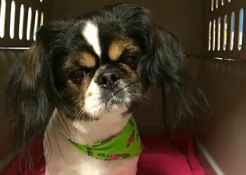 Arlington Pet Grooming The dogSpaw