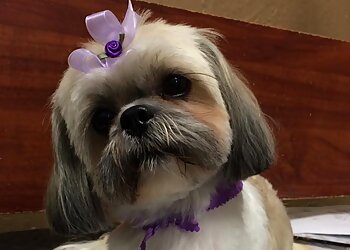 The dogSpaw Arlington Pet Grooming image 1