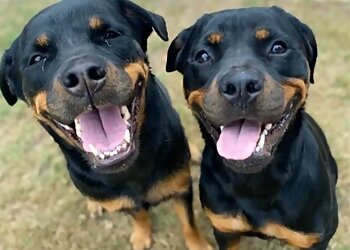 Chandler Dog Walkers This Little Doggie Stayed Home