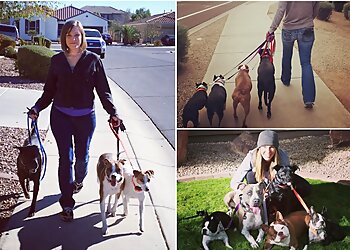 Chandler Dog Walkers This Little Doggie Stayed Home