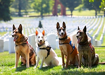 Gilbert Dog Walkers This Little Doggie Stayed Home