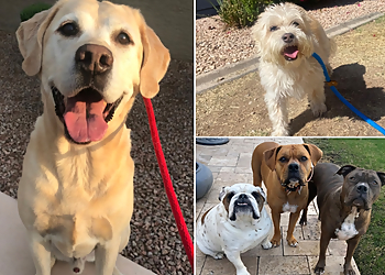 Gilbert Dog Walkers This Little Doggie Stayed Home