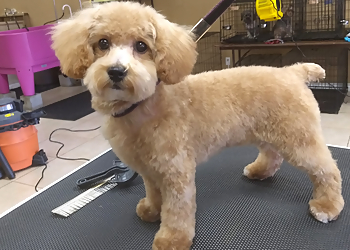 Moreno Valley Pet Grooming Thrifty Grooming