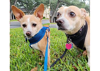 San Antonio Dog Walkers Throw Me A Bone