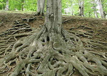 Newark Tree Services Ticos Tree Experts