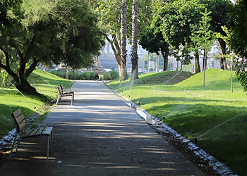 Newark Tree Services Ticos Tree Experts