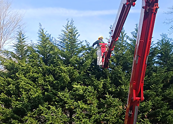 Ticos Tree Experts Newark Tree Services image 1