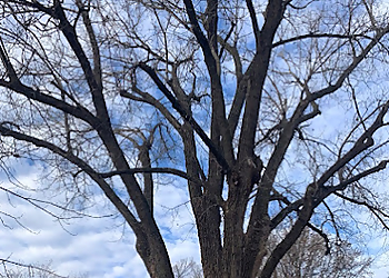 Olathe Tree Services Tidd Tree