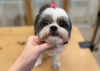 Nashville Pet Grooming Tidy Dog Pet Salon